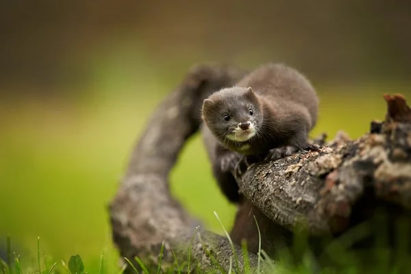 European minks climbing horizontal trunk — Stock Photo, Image