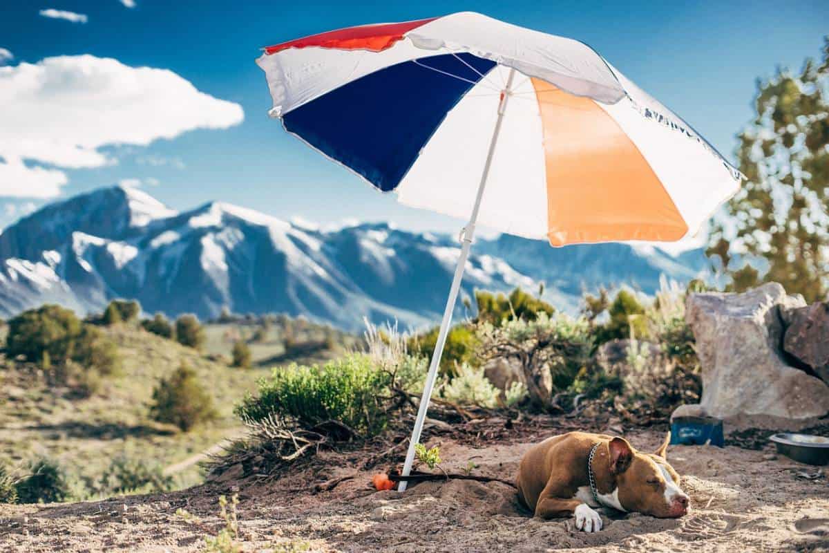 9 Fun Reasons To Own An Umbrella 11