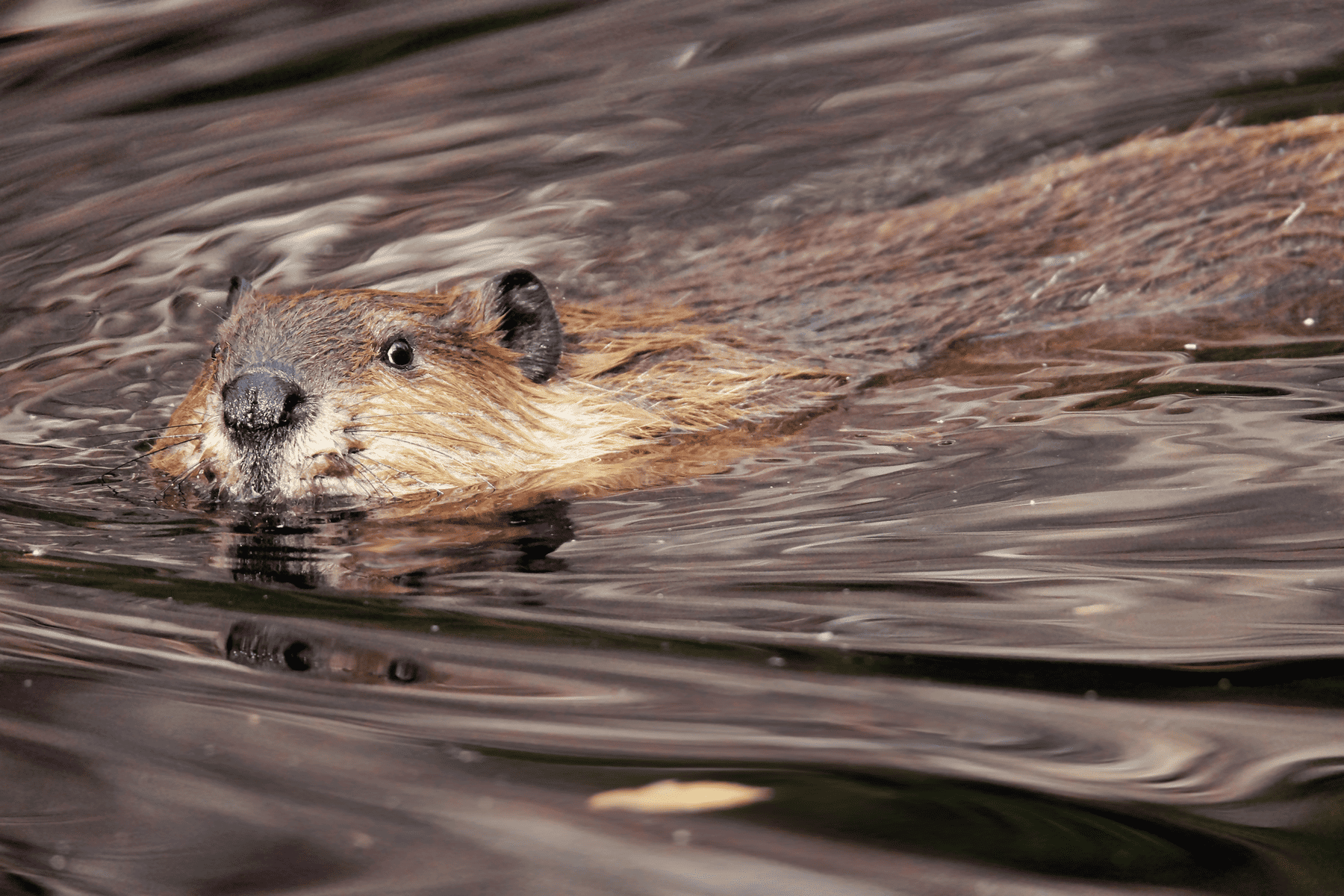 A beaver in water.