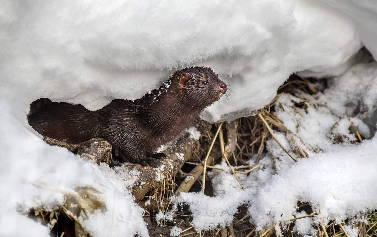 Free Animal American Mink photo and picture