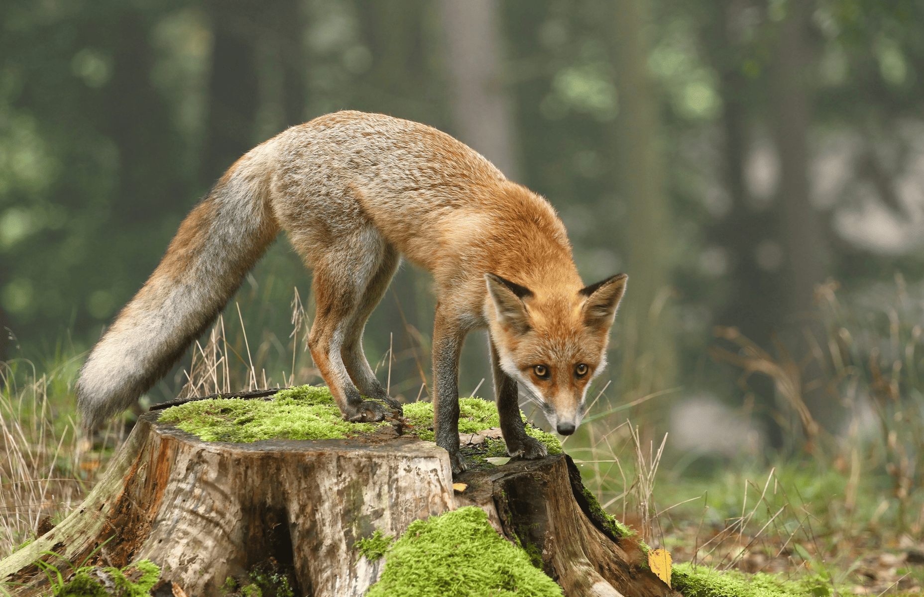 A fox in nature.